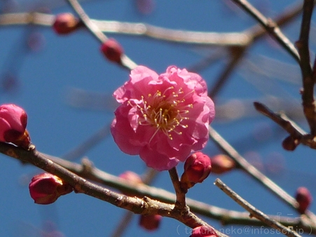 120208-荏柄天神社 (4)
