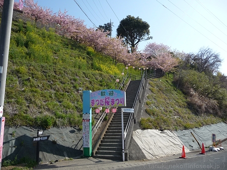 120329-松田山 河津桜 (1)