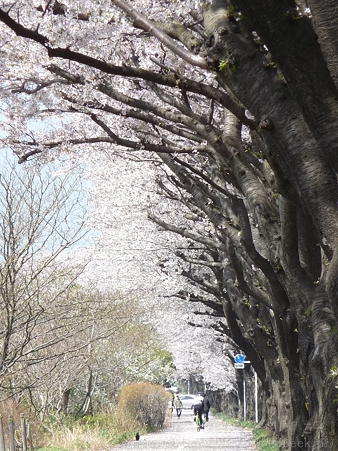 120412-海軍道路 (6)
