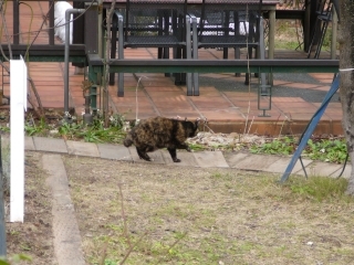 鍵シッポ