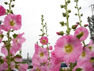 ハワイ風