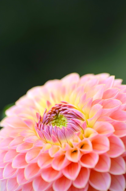 涅槃花(3)