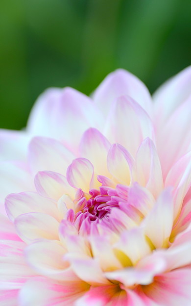 涅槃花(2)