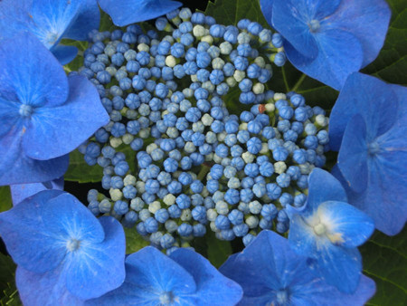紫陽花2