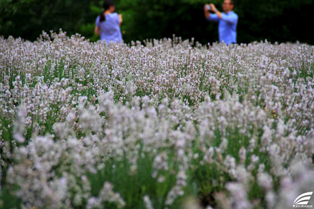 Blog_20150704_005