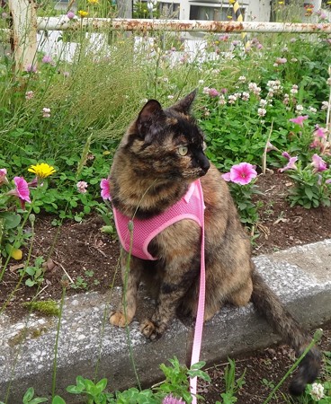 チビタン