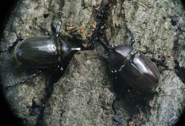 カブトムシ 互角の戦い 写真共有サイト フォト蔵