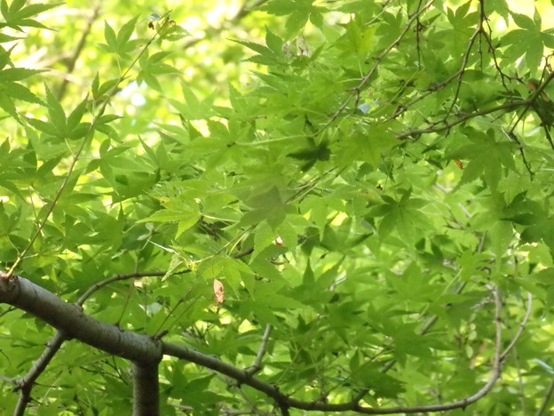 椿山荘の庭園。