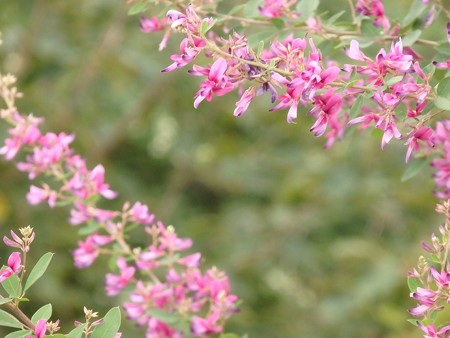 兼六園でみた萩の花