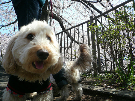 120408_koo_mira_9