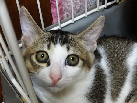 アッサム