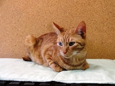 シモン「ぼくはみんなと仲良くしたいだけなのに」