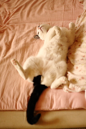 猫の開き2