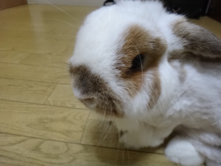 15.6 てん