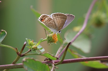 2011.10.06　和泉川　コセンダングサにウラナミシジミ