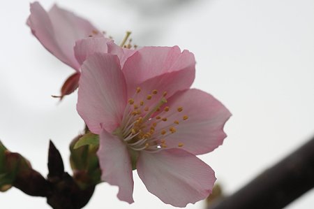 2011.11.03　和泉川　桜　不時