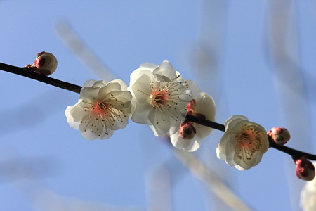 2012.02.28 和泉川 梅