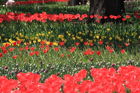 2012.04.09　横浜公園　チューリップ