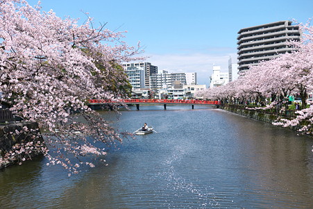 2012.04.12　小田原城　サクラ流れ