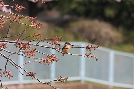 2012.04.16　和泉川　桜にカワセミ