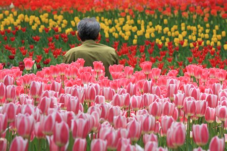 2012.04.19　横浜公園　チューリップ　眺める