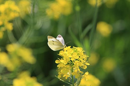 2012.04.29 和泉川 モンシロチョウ