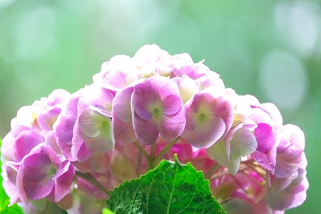 2015.06.14　瀬谷市民の森　アジサイ　雨上り