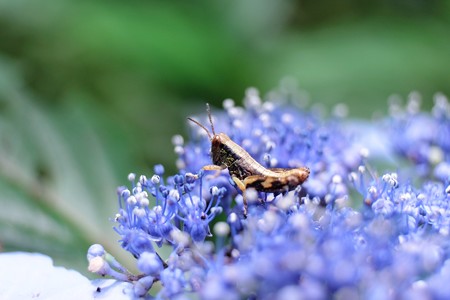 2015.06.20　瀬谷市民の森　紫陽花　花畑にバッタ