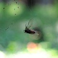 Photos: 2015.08.04　瀬谷市民の森　蜘蛛の巣にヒグラシ
