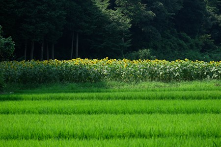 2015.08.07　追分市民の森　森・向日葵・米