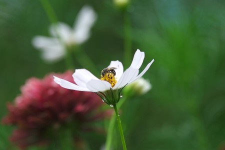 2015.08.31　和泉川　秋桜に蜂
