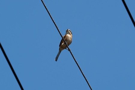2015.09.23　追分市民の森　百舌鳥
