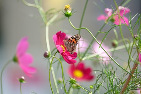 2015.09.29 和泉川 秋桜に ヒメアカタテハ