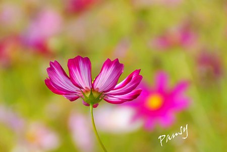 花菜ガーデンのコスモス・・2