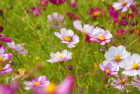 花菜ガーデンのコスモス・・4
