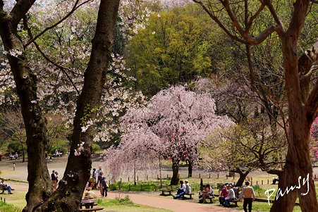三ッ池公園の桜 44