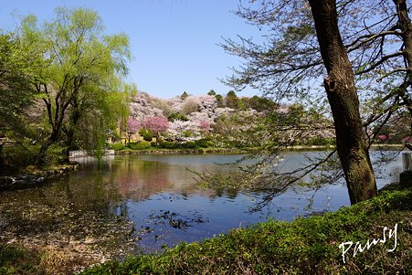 三ッ池公園の桜 47