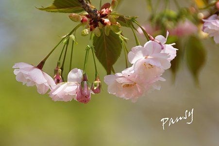 三ッ池公園の桜 49