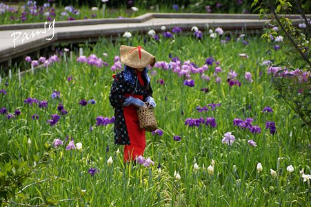 花摘み・・横須賀しょうぶ園 16