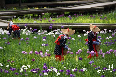 花摘みの風景・・横須賀しょうぶ園 18