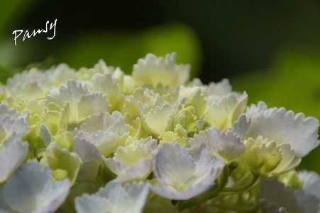 紫陽花・・10