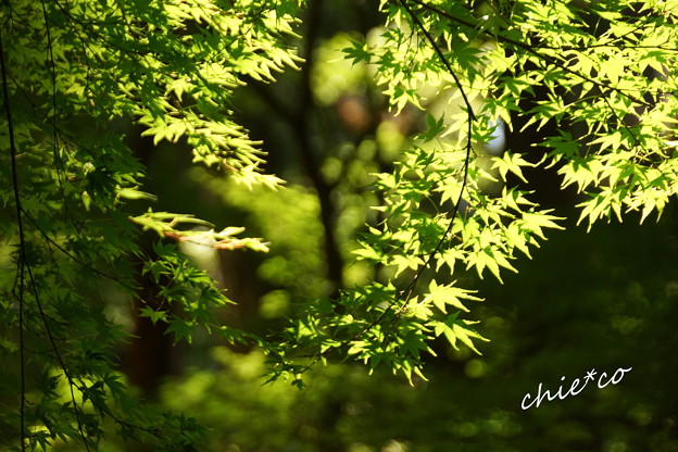 東慶寺~水無月-321