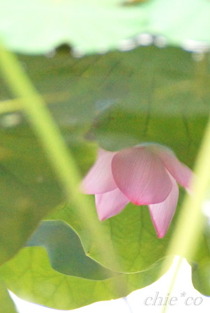 三渓園-299
