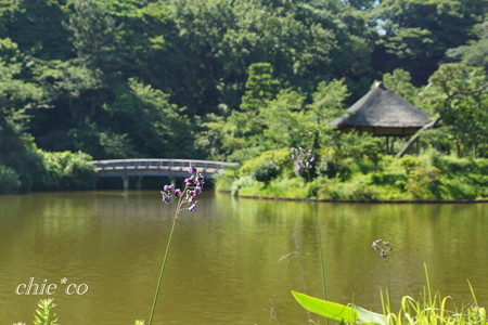 三渓園-314