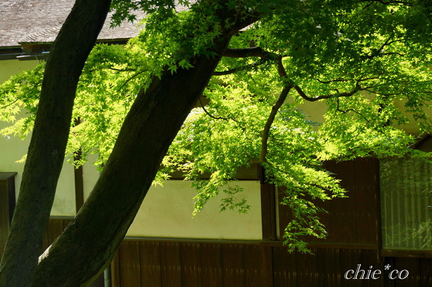 三渓園-381