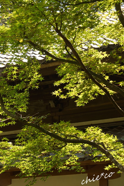 浄智寺-204