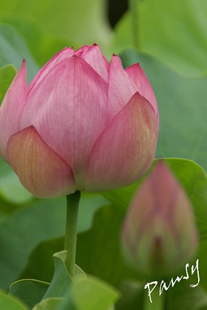 蓮の花・・13