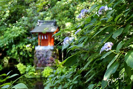 玉紫陽花と弁財天社・・