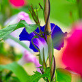 ちっちゃな蟻さん朝からお花見