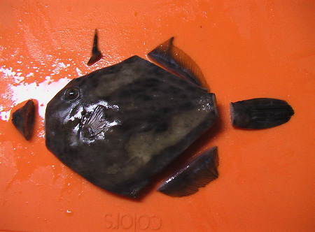 IMGA0347